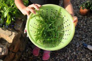 Montessori pedagoģija